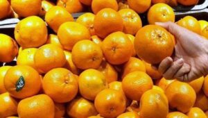jeruk-mandarin