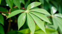 Image of Manfaat daun singkong dan resep olahannya