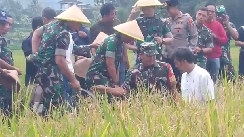 Image of Danrem 062tn panen raya padi organik dengan metode sri di desa cijulang ciamis