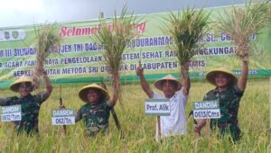 Danrem 062tn panen raya padi organik dengan metode sri di desa cijulang ciamis3 Image of Danrem 062tn panen raya padi organik dengan metode sri di desa cijulang ciamis3