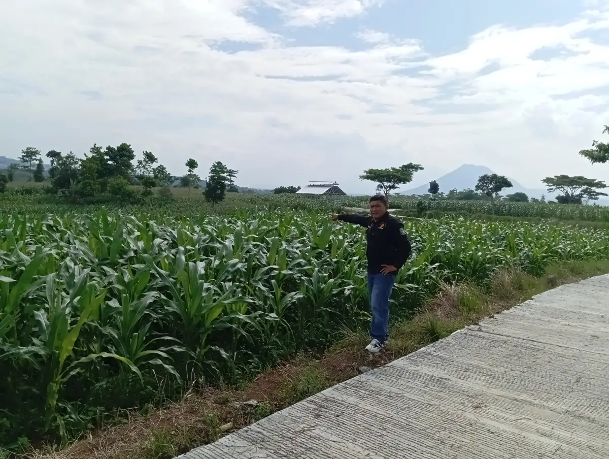 Image of Pj. bupati garut meninjau persiapan panen raya jagung di limbangan tahun ini