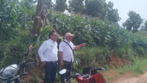 Pj. bupati garut meninjau persiapan panen raya jagung di limbangan tahun ini2 Image of Pj. bupati garut meninjau persiapan panen raya jagung di limbangan tahun ini2