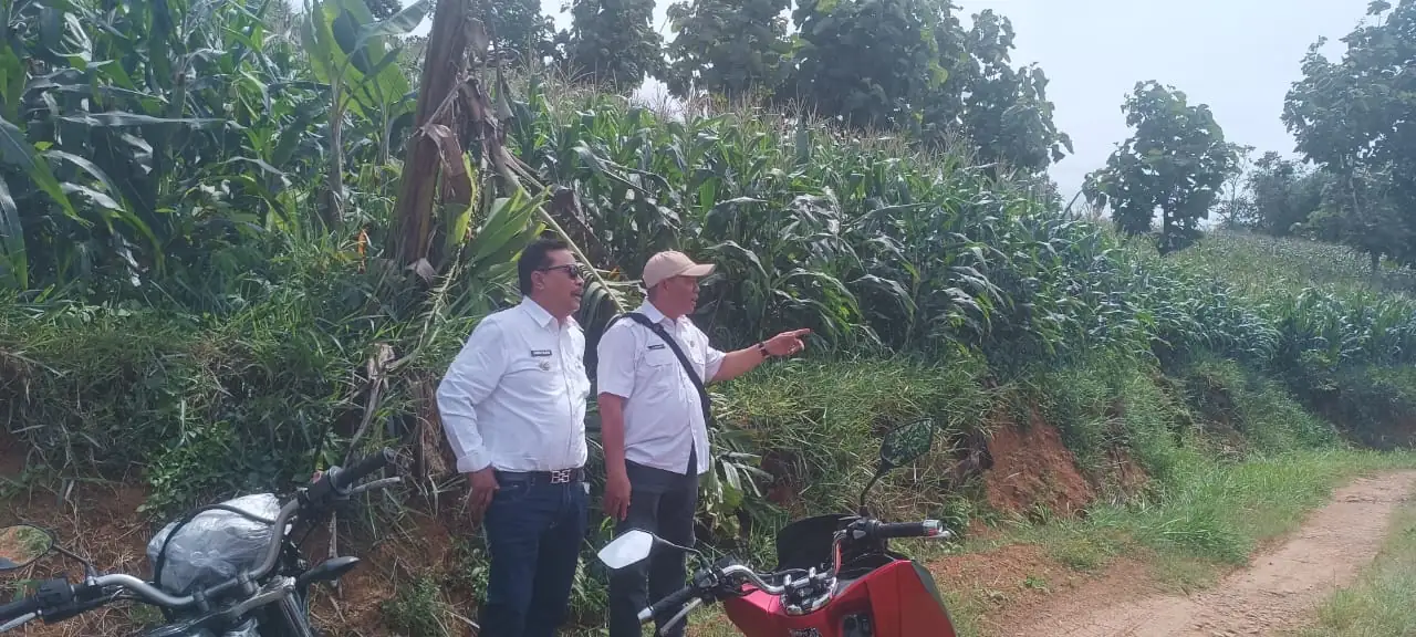 Image of Pj. bupati garut meninjau persiapan panen raya jagung di limbangan tahun ini2