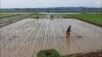 Image of Petani lakbok (2)