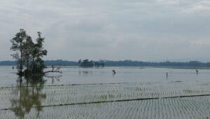 Sawah Image of Sawah