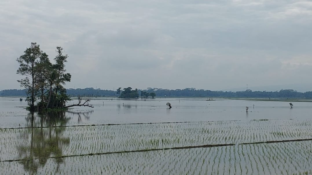 Image of Sawah