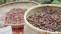 Image of Kopi garut (2)