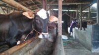Jelang Idul Adha, Disnakkan Ciamis Cek Hewan Kurban. (Foto: Ist)