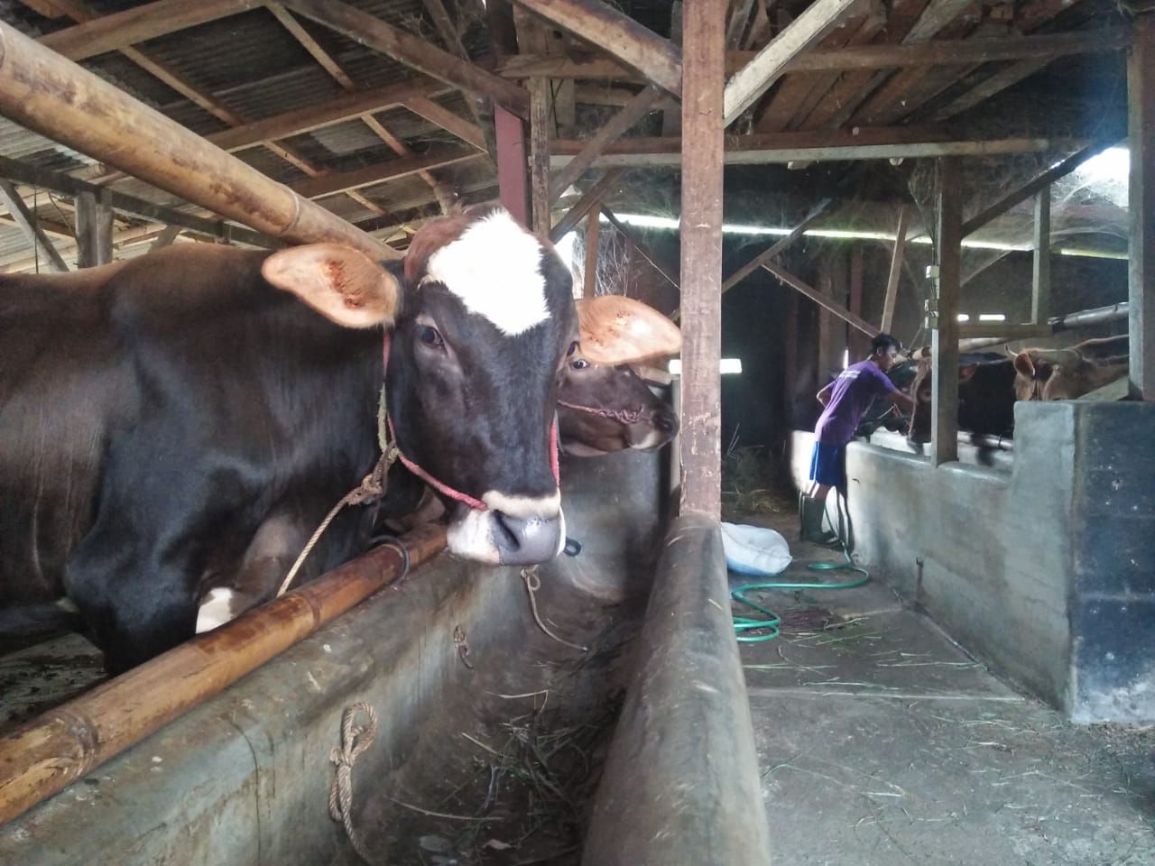 Jelang Idul Adha, Disnakkan Ciamis Cek Hewan Kurban. (Foto: Ist)