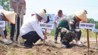 Image of Garut jagung (1)