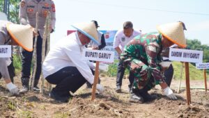 Image of Garut jagung (1)
