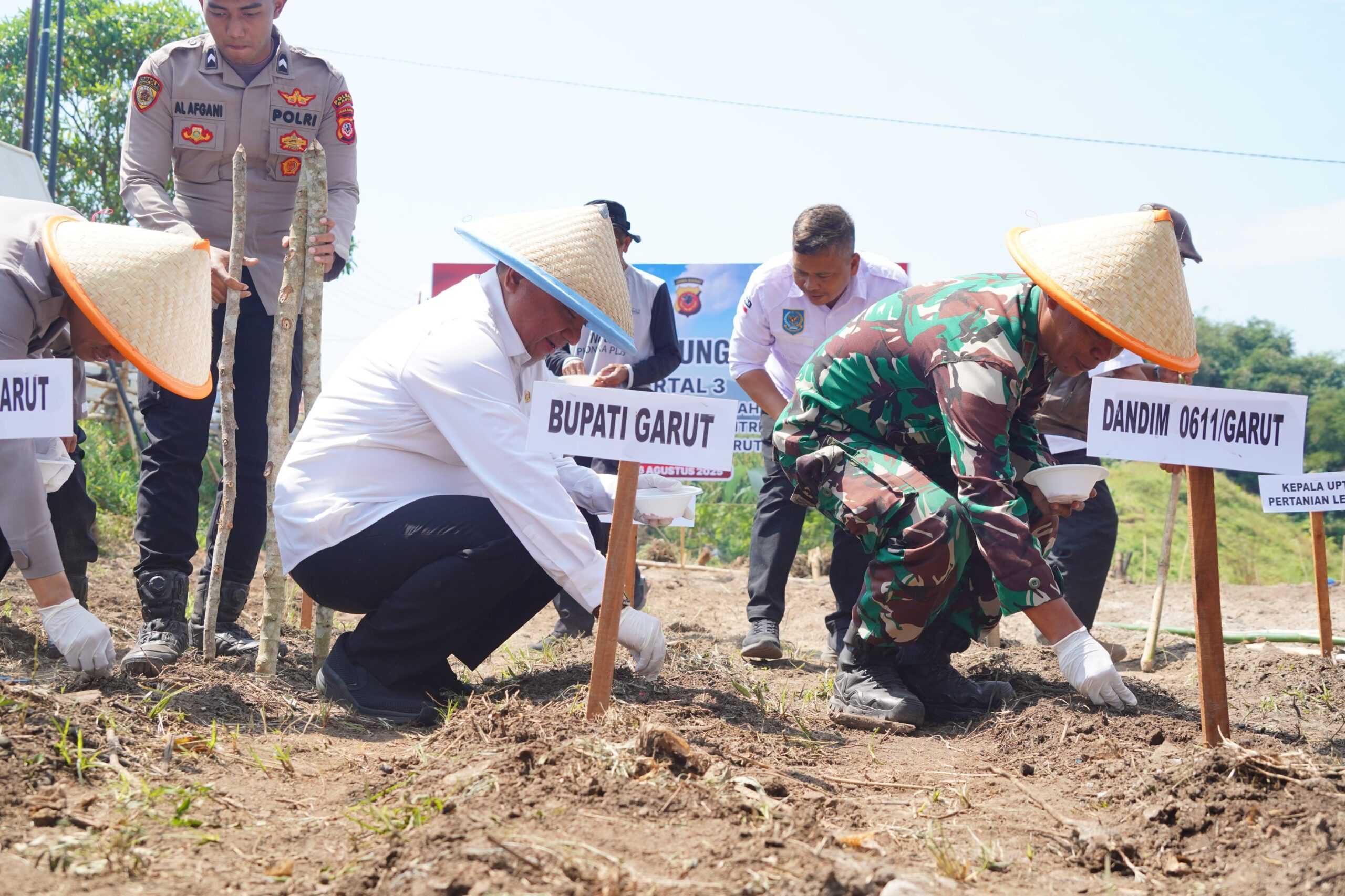 Image of Garut jagung (1)