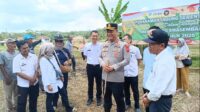 Image of Tanam jagung (1)