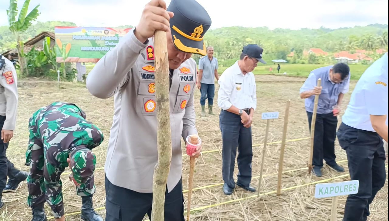 Image of Tanam jagung (2)