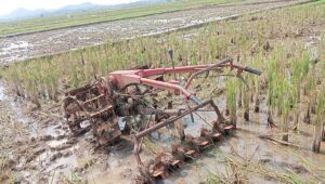 Image of Petani pamarican rugi puluhan juta, tiga mesin traktor raib dicuri jelang musim tanam
