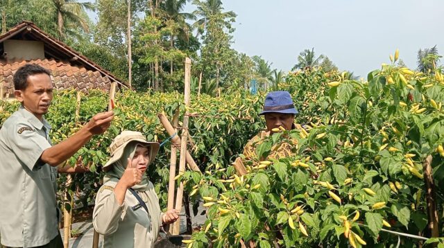 Image of Kwt geger bentang tetap sumringah panen raya cabai keriting meski harga anjlok lebih dari 50 persen