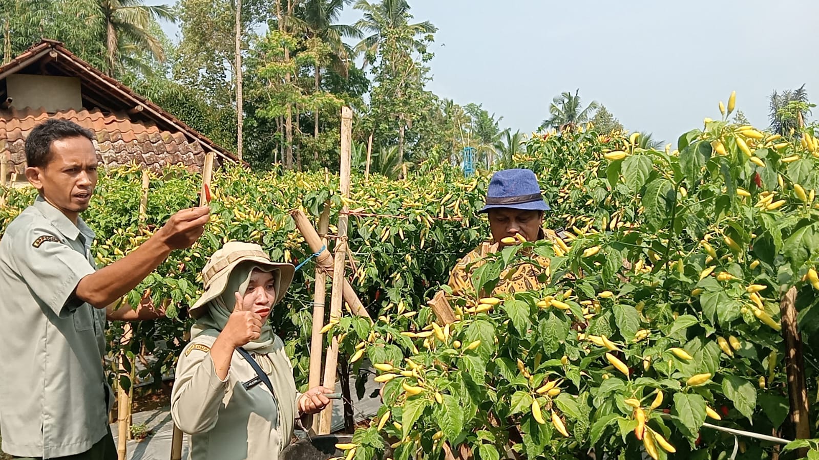 Image of Kwt geger bentang tetap sumringah panen raya cabai keriting meski harga anjlok lebih dari 50 persen
