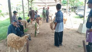 Image of Pasar kambing pamarican sepi jelang idul adha, pedagang keluhkan lokasi kurang strategis