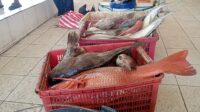 Image of Ikan