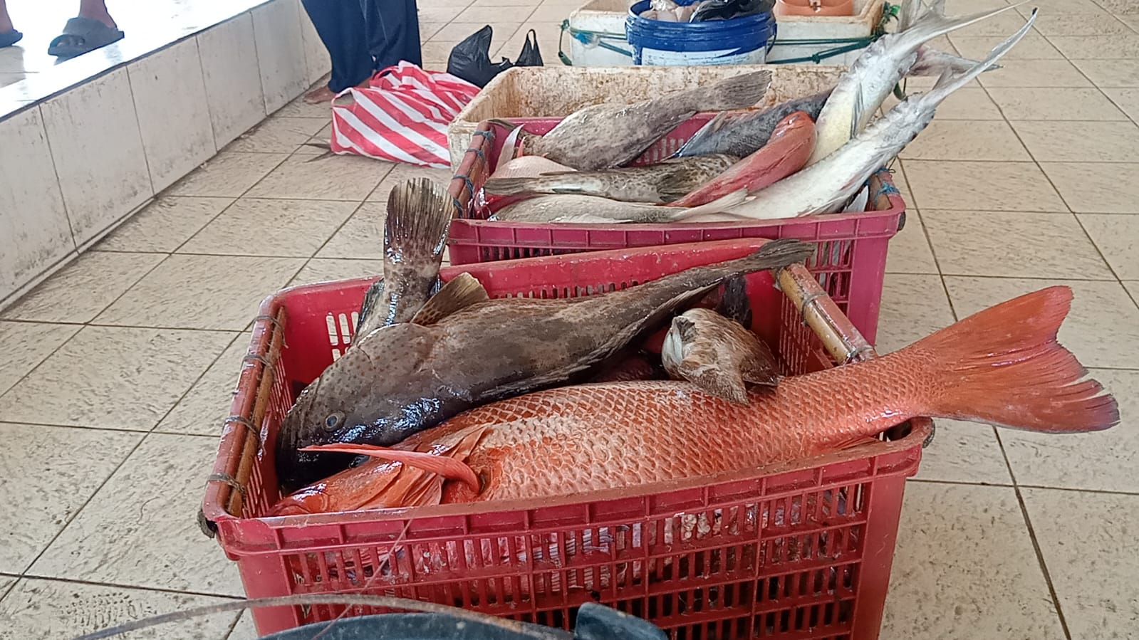 Image of Ikan