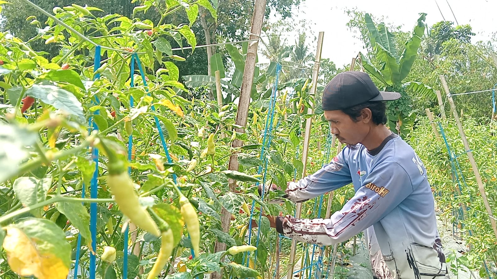 Image of Bumdes mekarahayu desa kertahayu panen cabai rawit, perkuat ketahanan pangan dan tingkatkan ekonomi warga