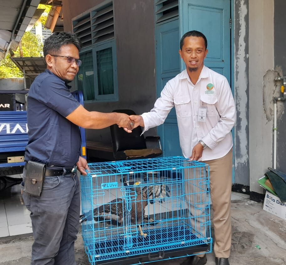 Image of Burung elang (2)