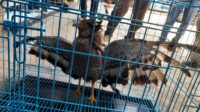 Image of Burung elang (4)
