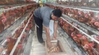 Image of Peternak ayam petelor cipaku ciamis (3)