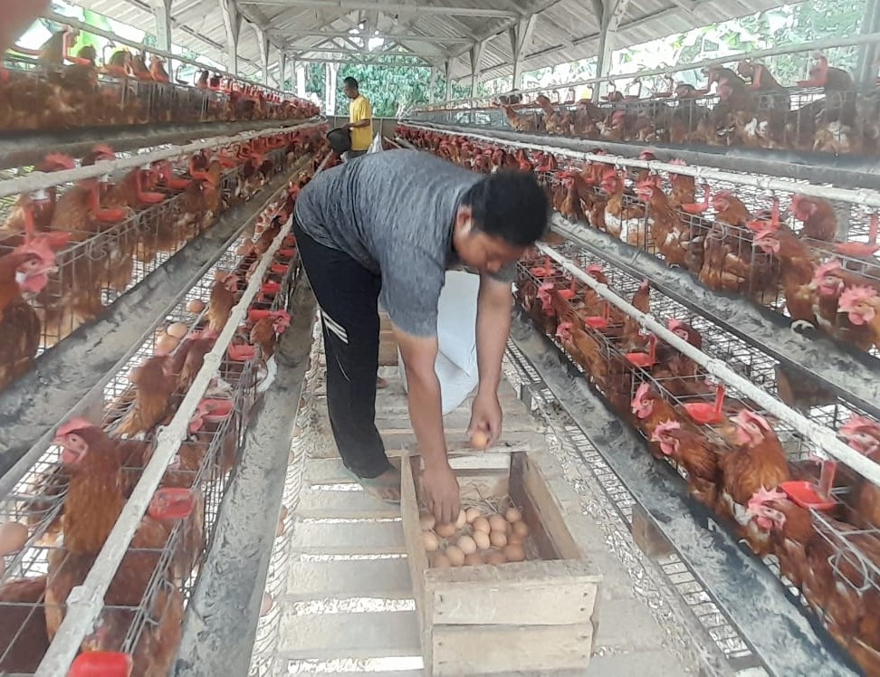Image of Peternak ayam petelor cipaku ciamis (3)
